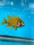 Golden OB
