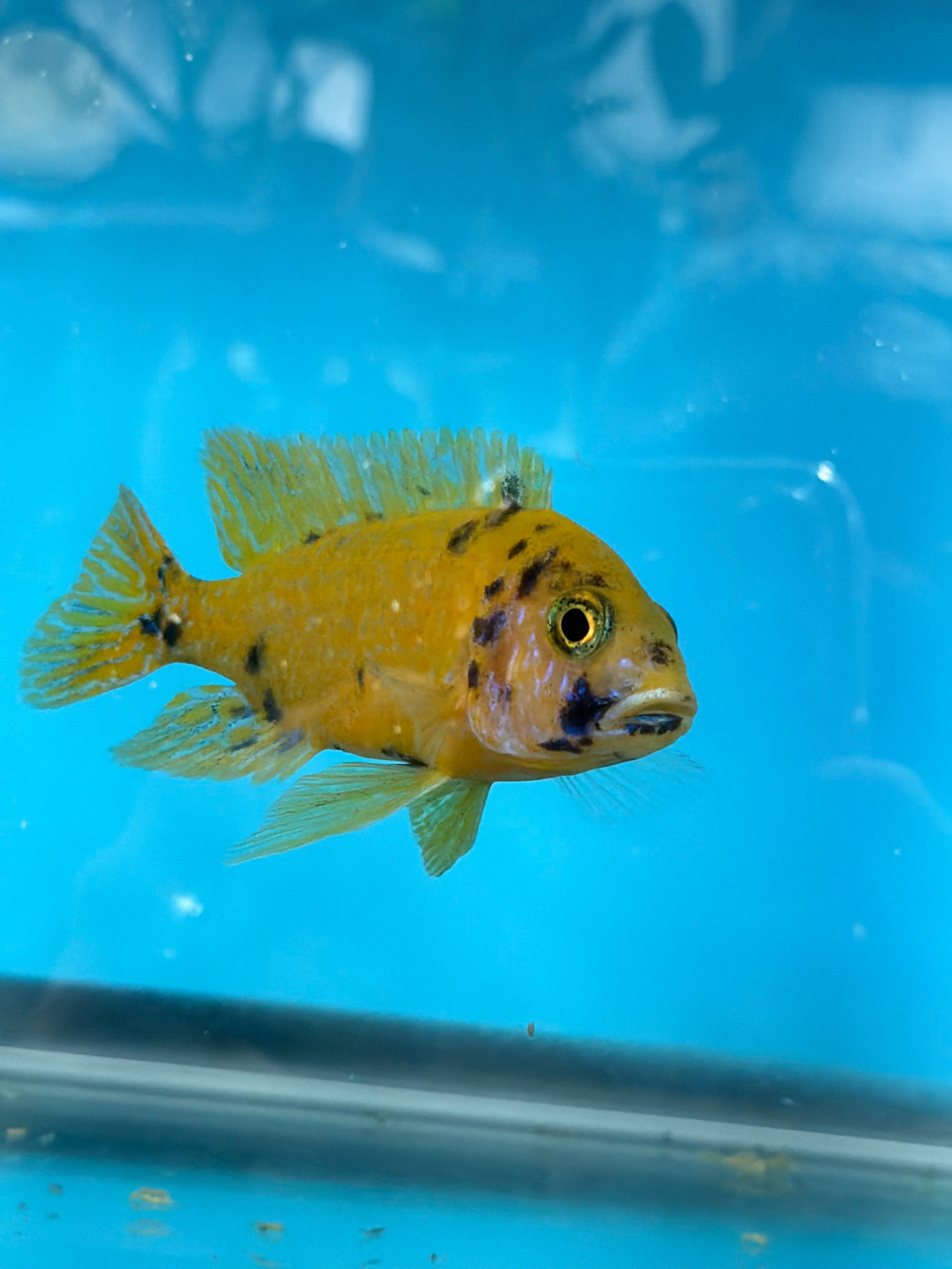 Golden OB