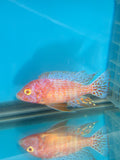 Albino OB