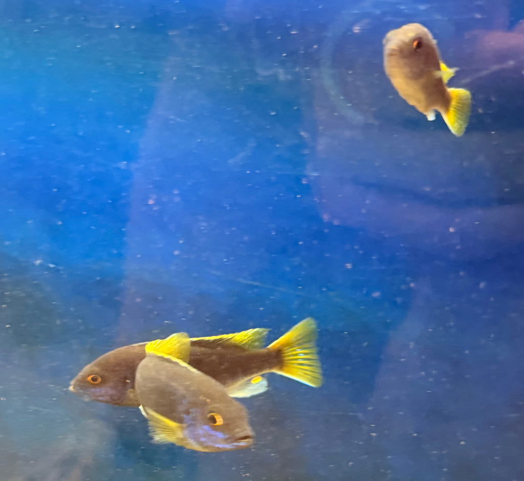 Pseudotropheus sp. "acei"
