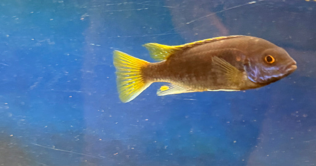 Pseudotropheus sp. "acei"