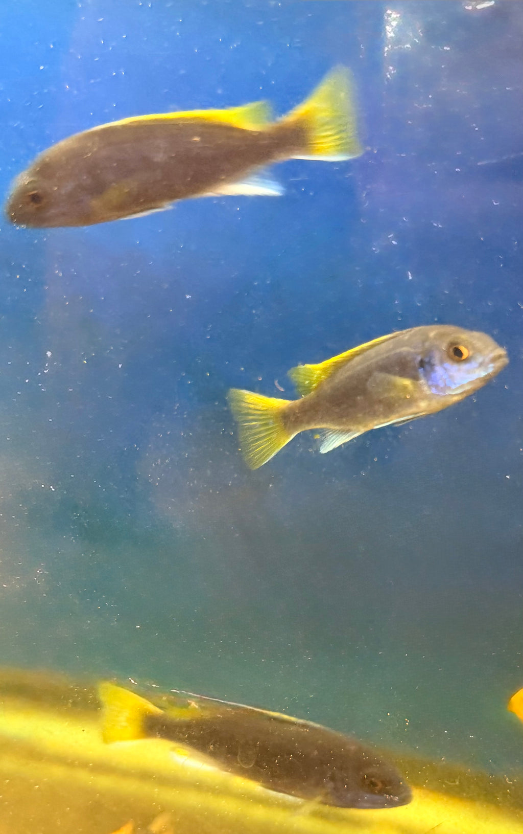 Pseudotropheus sp. "acei"
