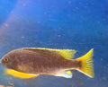 Pseudotropheus sp. "acei"