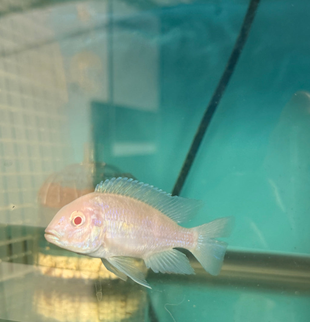 Albino Blue Dolphin (Cyrtocara moorii)