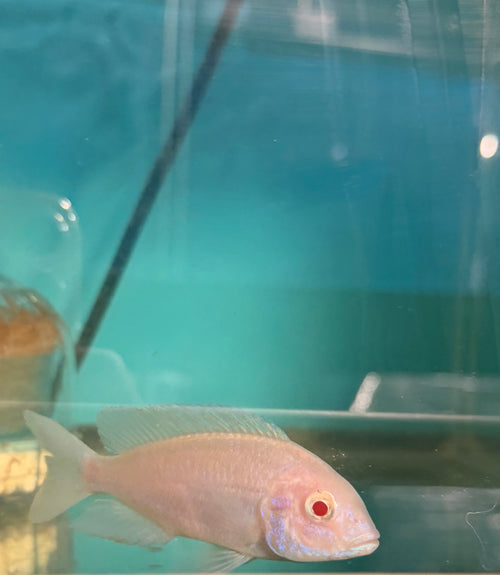 Albino Blue Dolphin (Cyrtocara moorii)