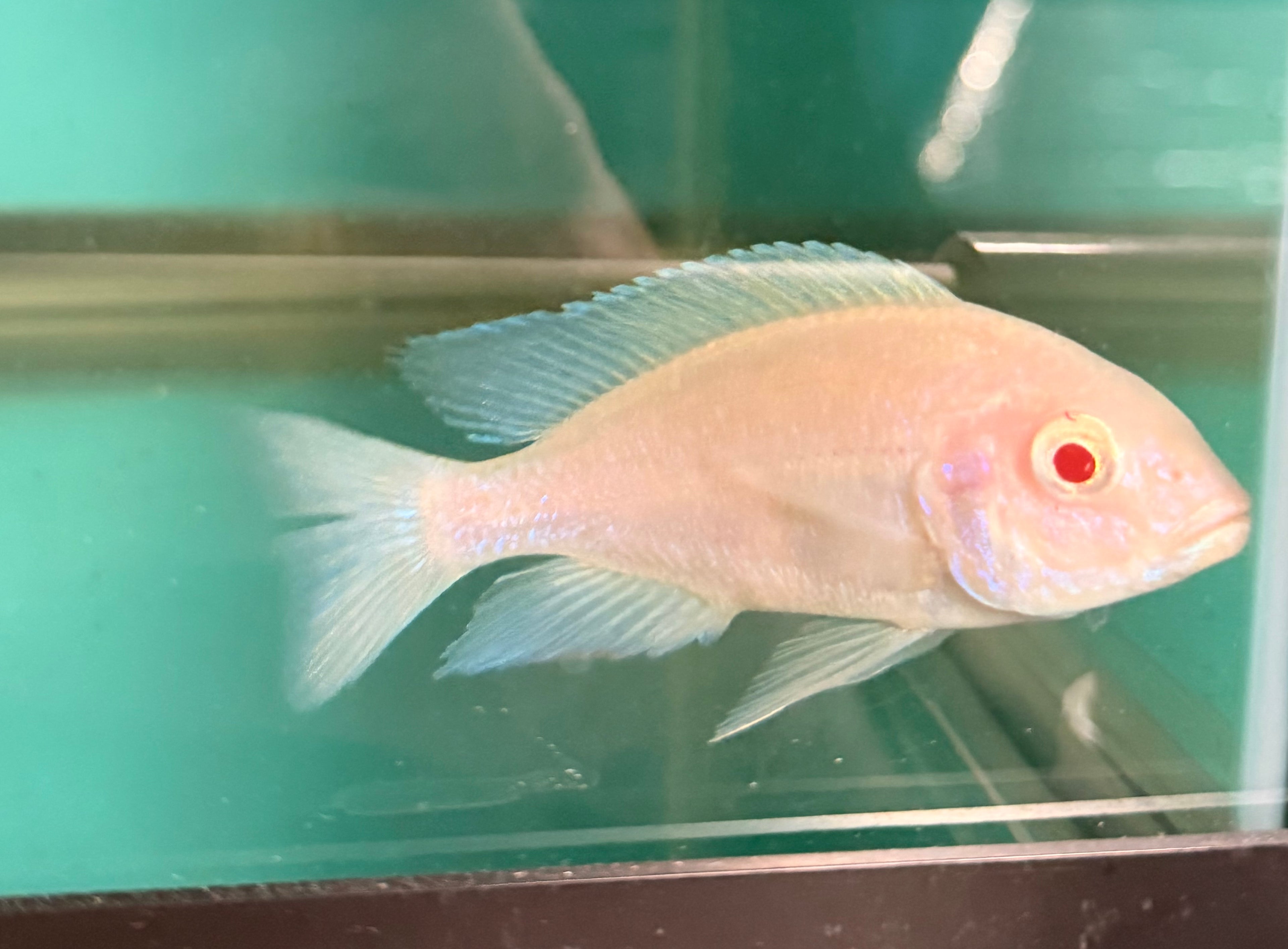 Albino Blue Dolphin (Cyrtocara moorii)