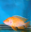 Albino Eureka Red
