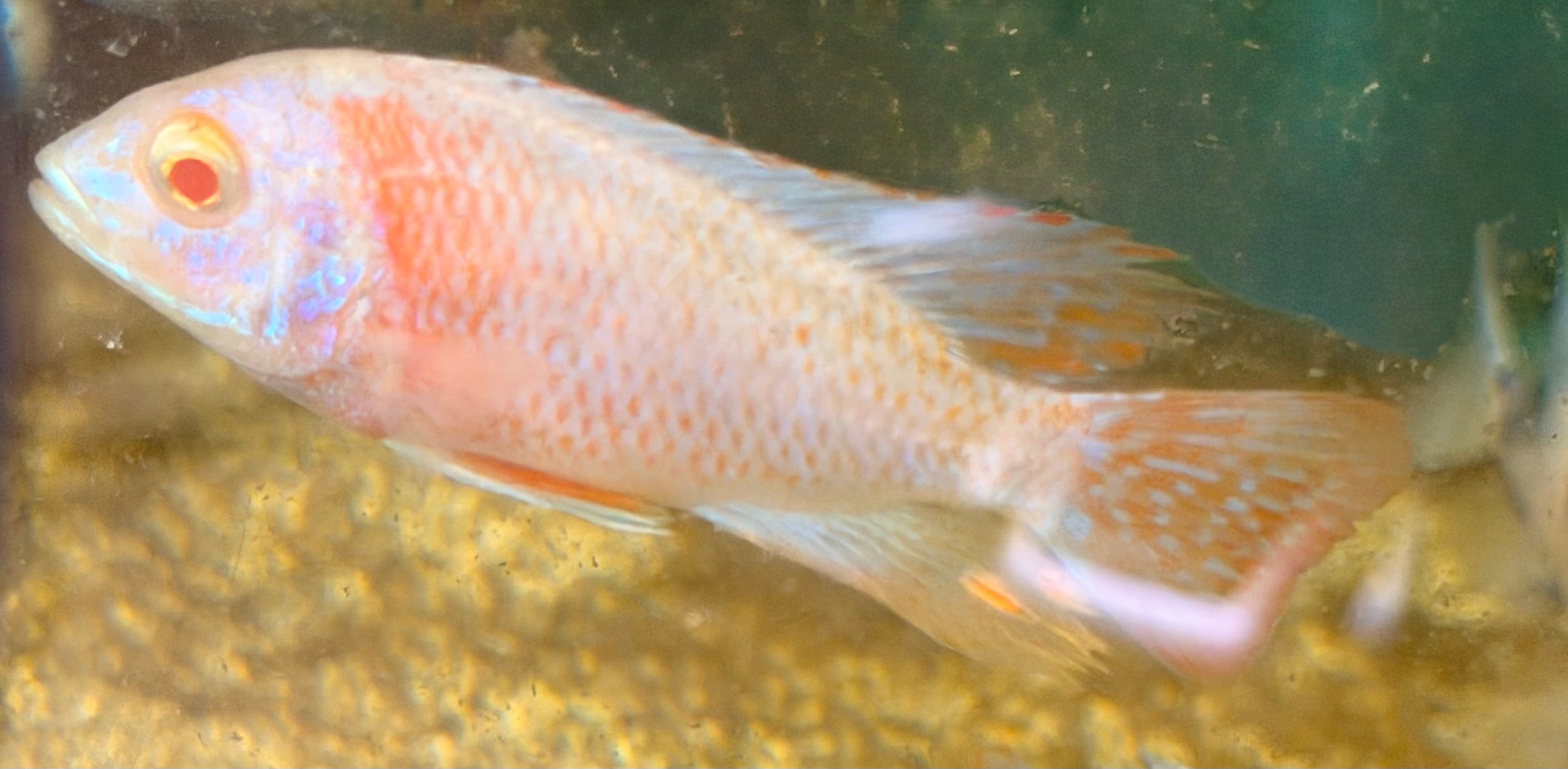 Albino Platinum Peacock
