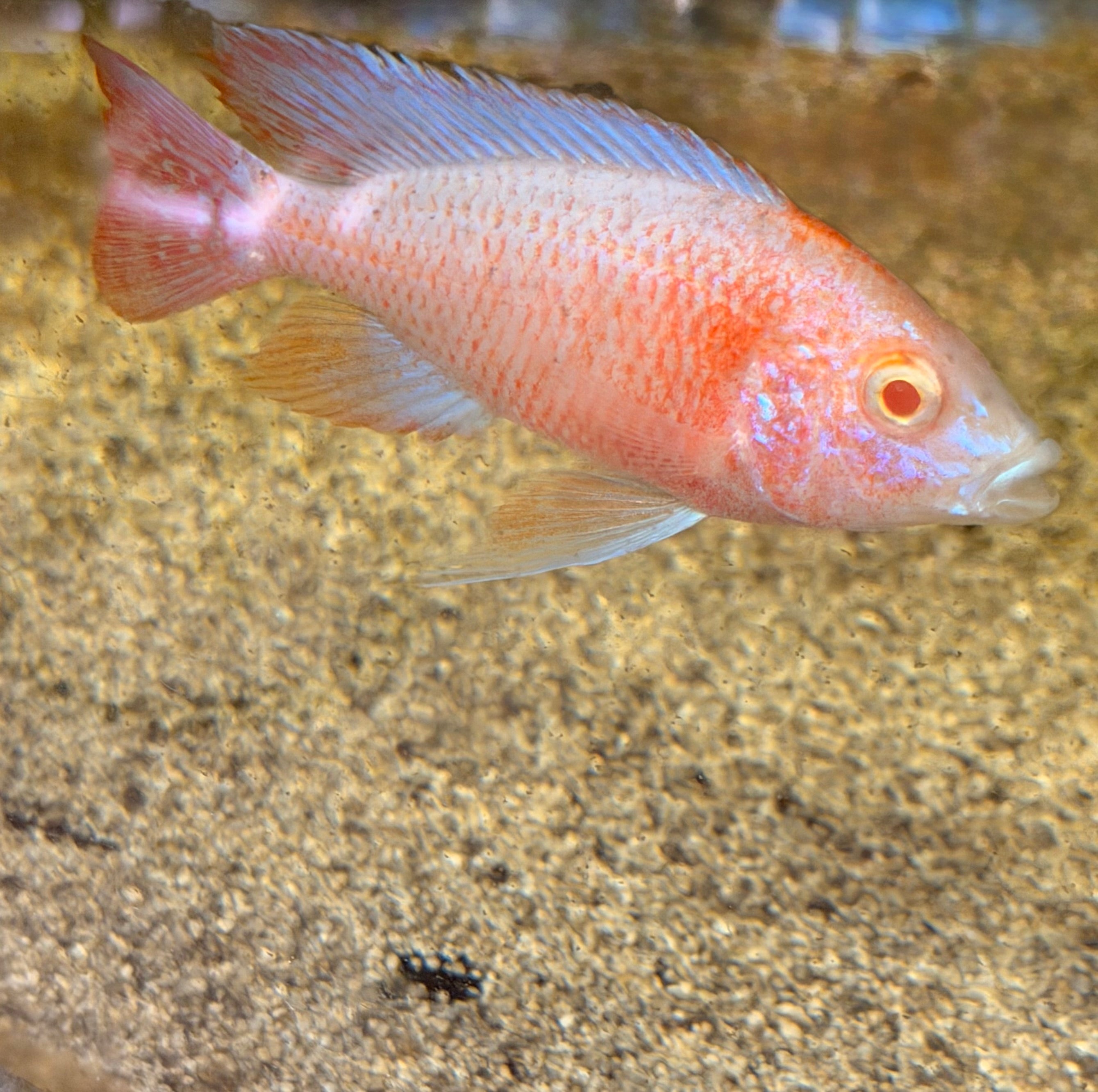 Albino Platinum Peacock