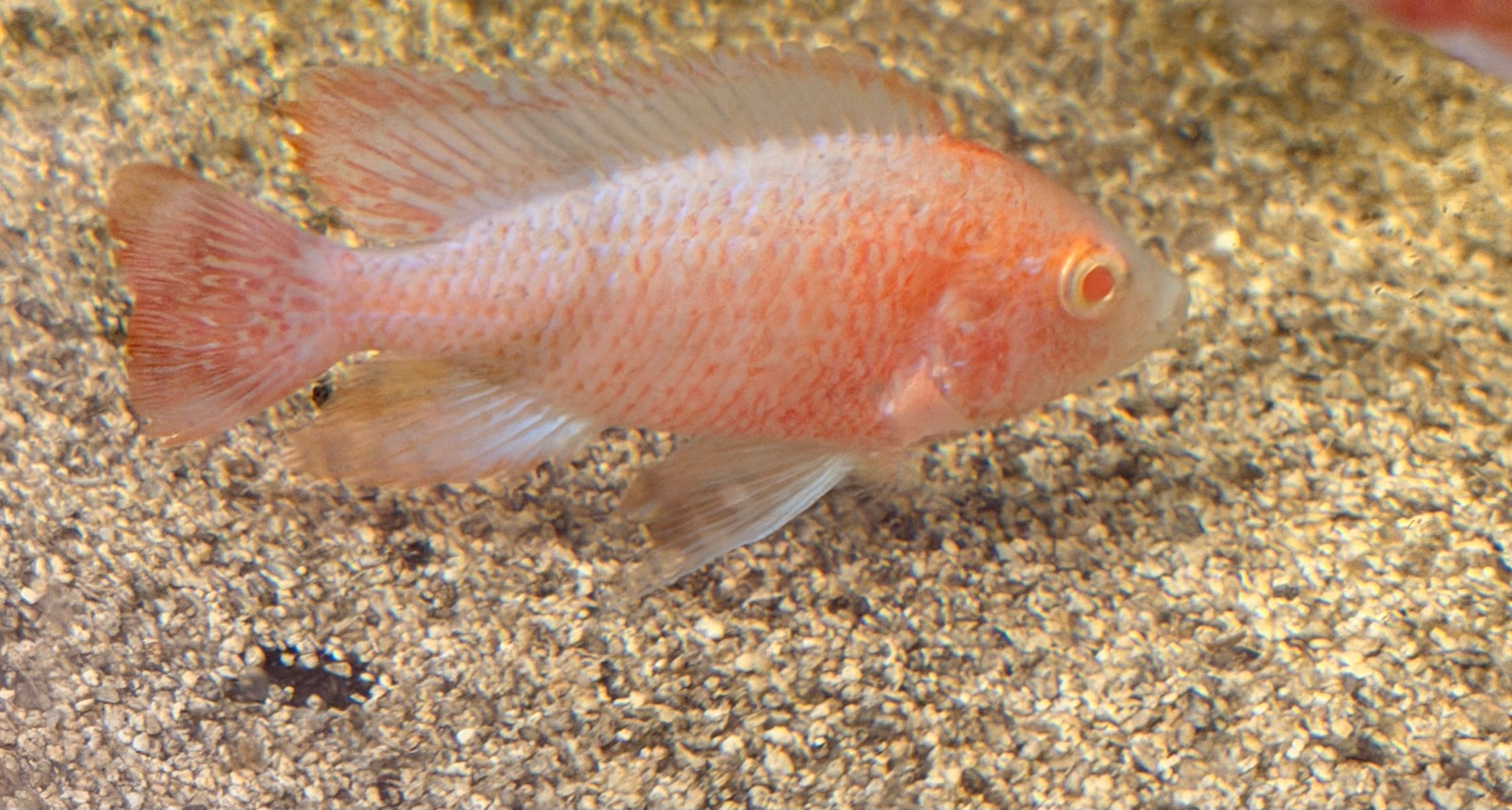 Albino Platinum Peacock