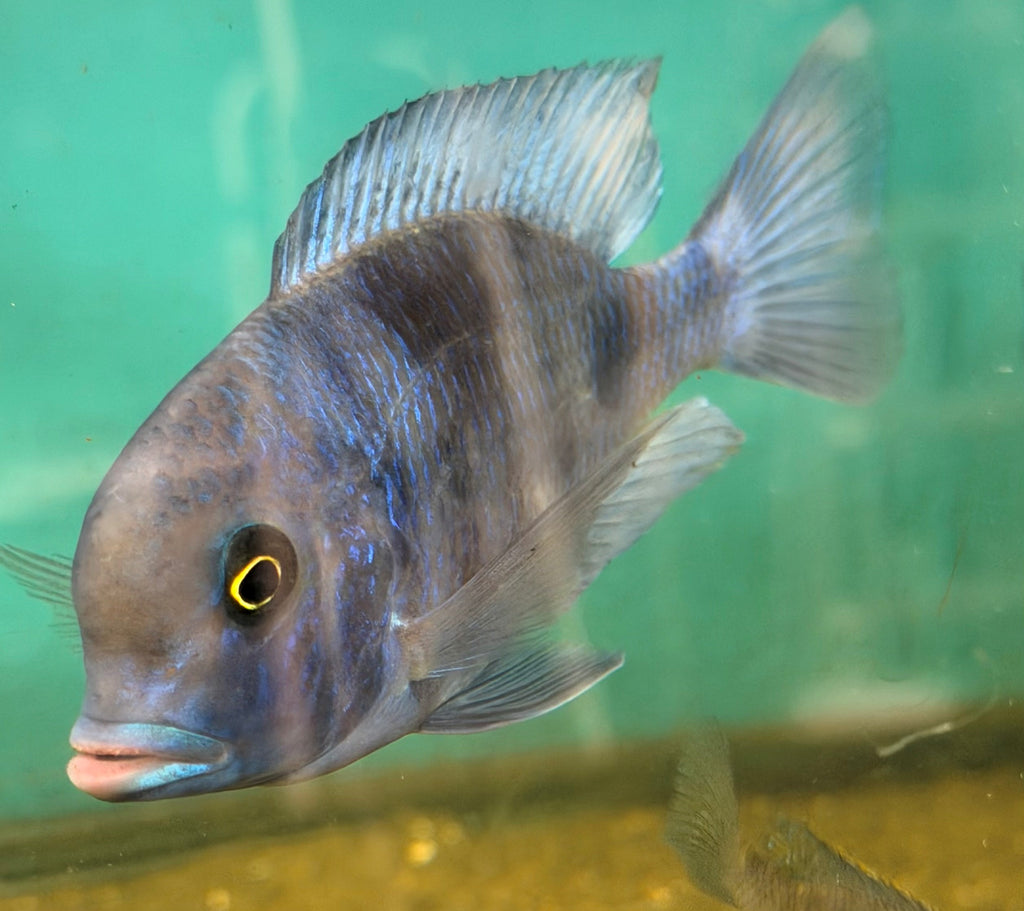Blue Dolphin Cichlid (Cyrtocara moorii)