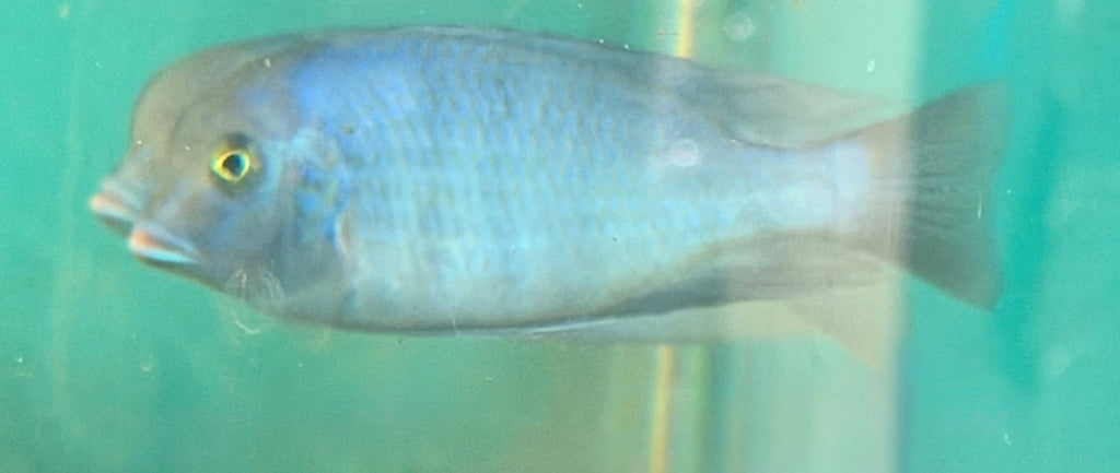 Blue Dolphin Cichlid (Cyrtocara moorii)