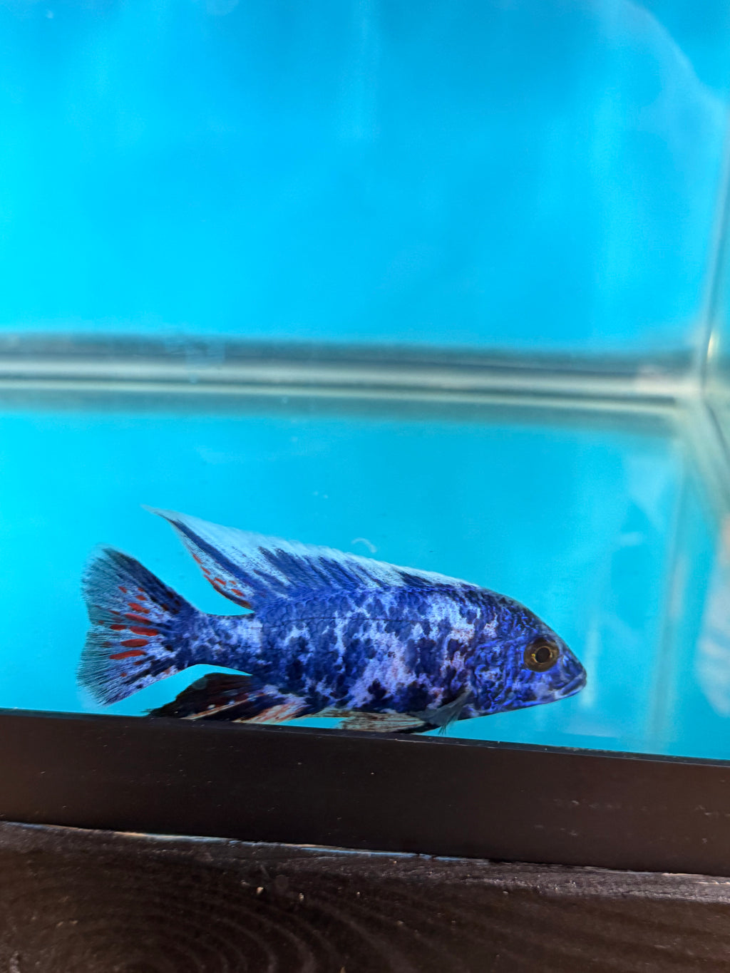 Blueberry OB