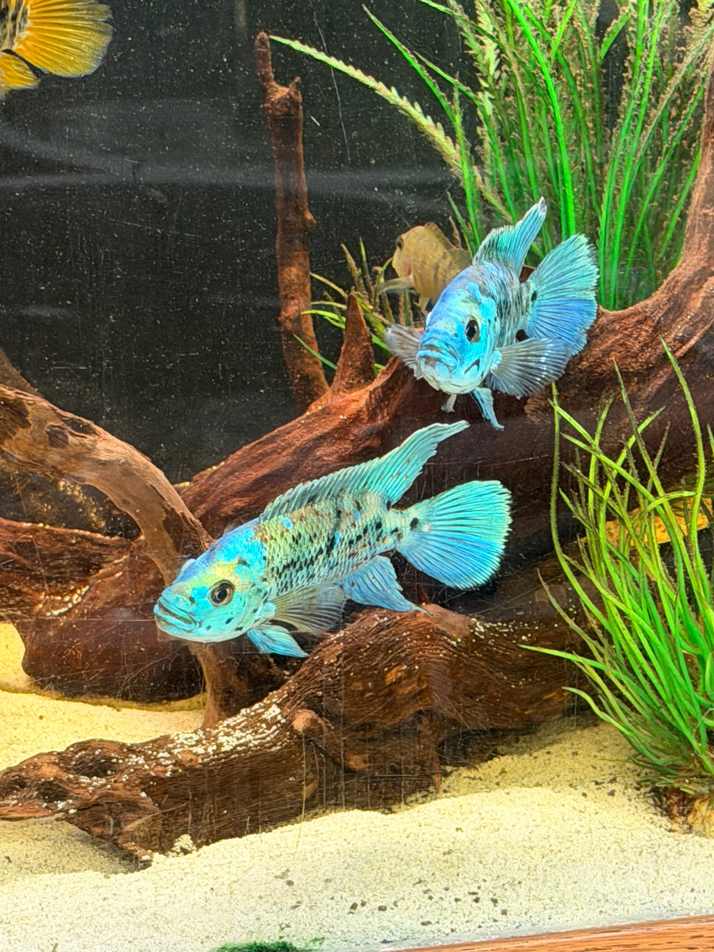 Electric Blue Jack Dempsey
