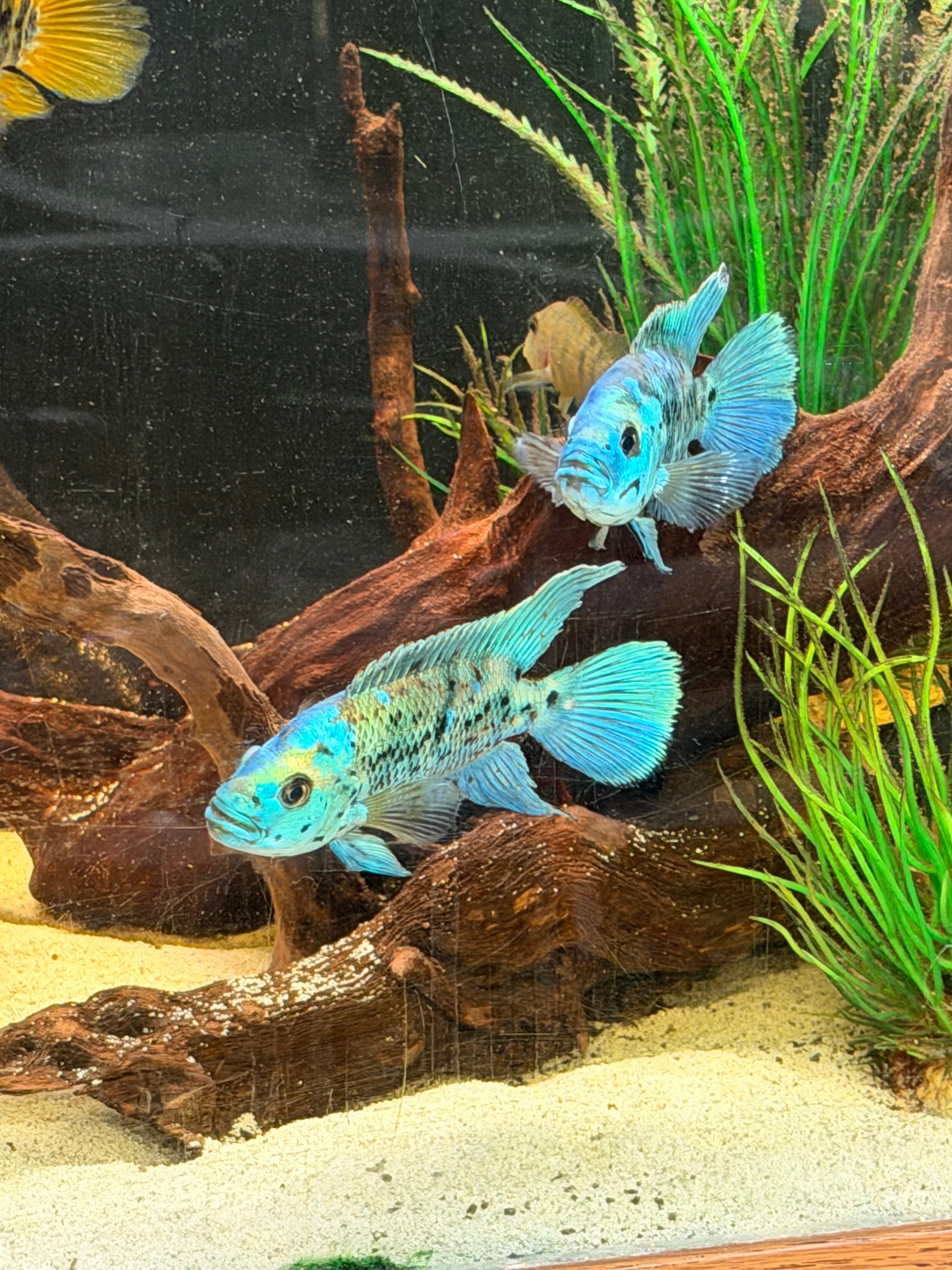 Electric Blue Jack Dempsey