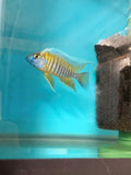Aulonocara Jacobfreibergi Eureka Red