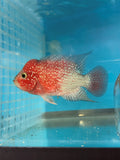 Flowerhorn Faded