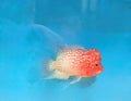 Flower Horn Faded GB