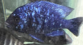 Placidochromis Phenochilus ( Star Sapphire)