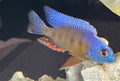 Protomelas sp. steveni (Taiwan Reef )
