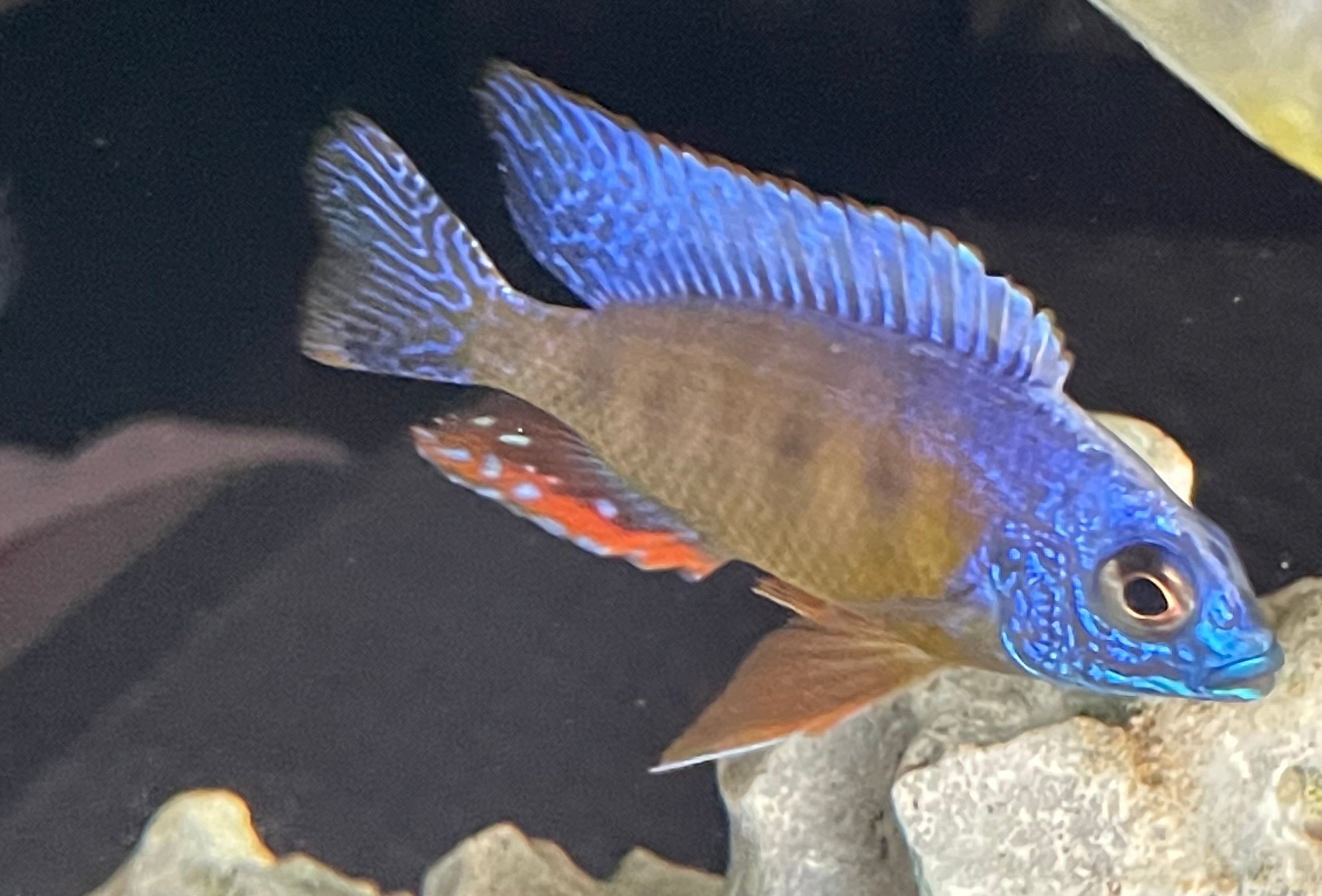 Protomelas sp. steveni (Taiwan Reef )