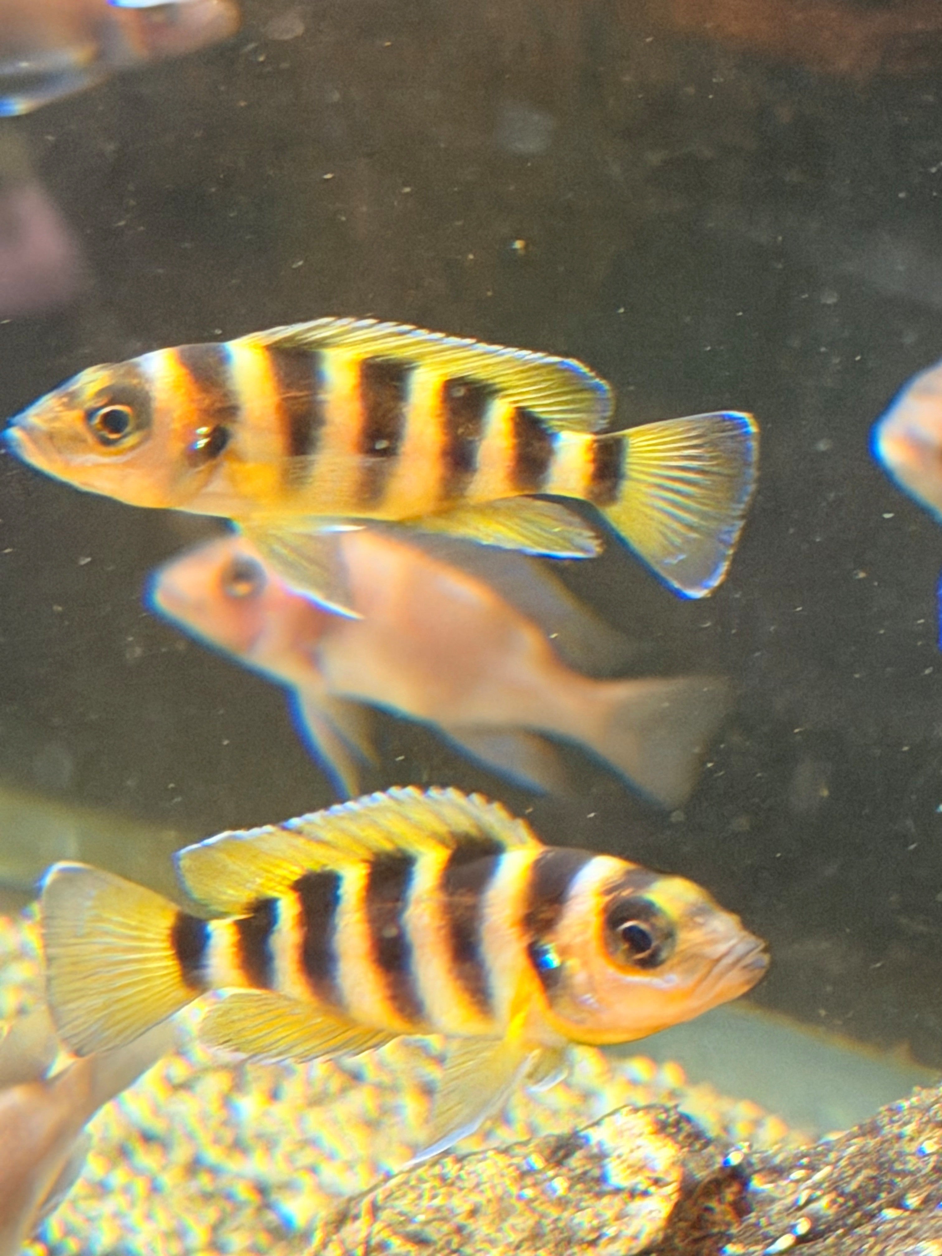 Neolamprologus sexfasciatus