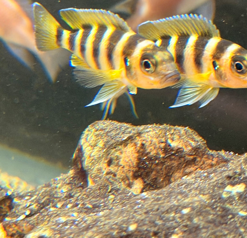 Neolamprologus sexfasciatus
