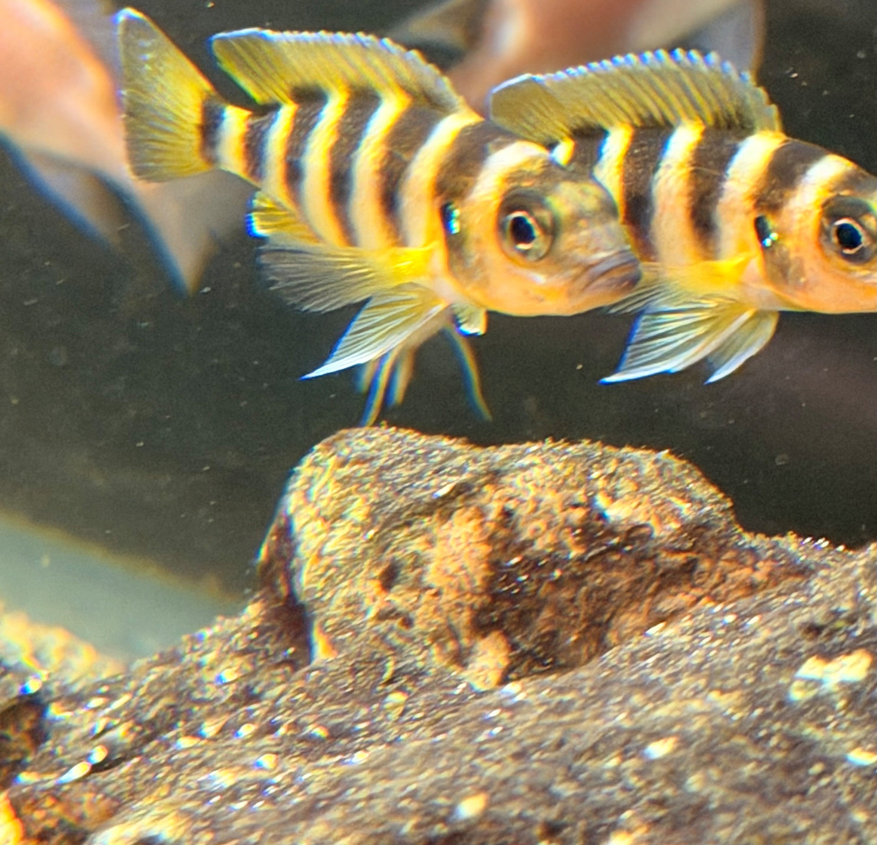 Neolamprologus sexfasciatus