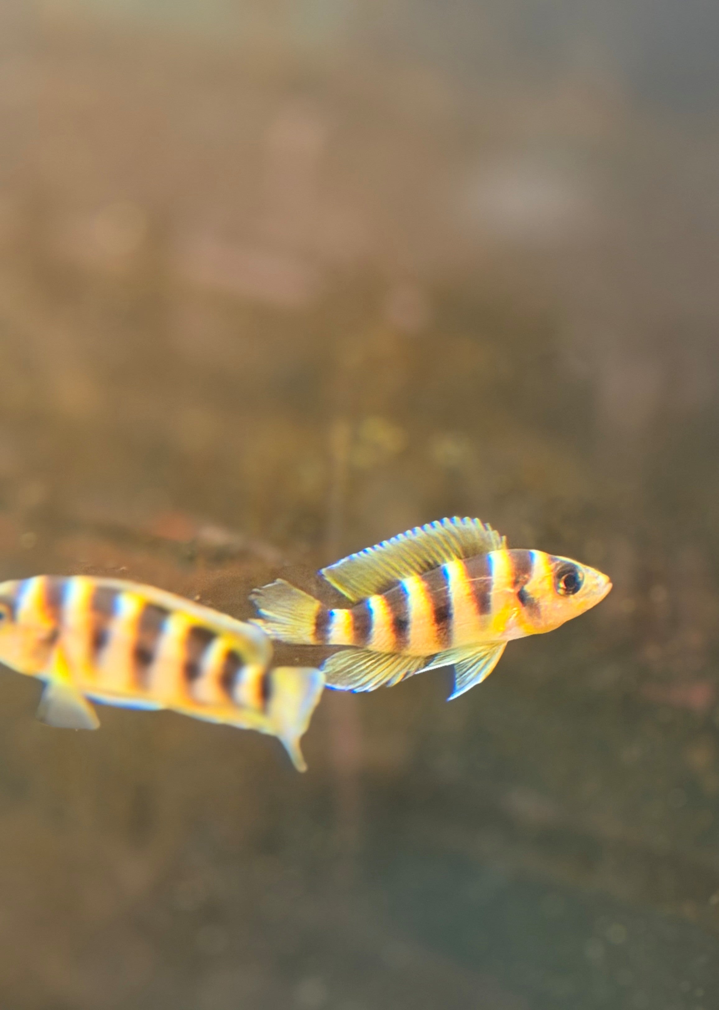 Neolamprologus sexfasciatus
