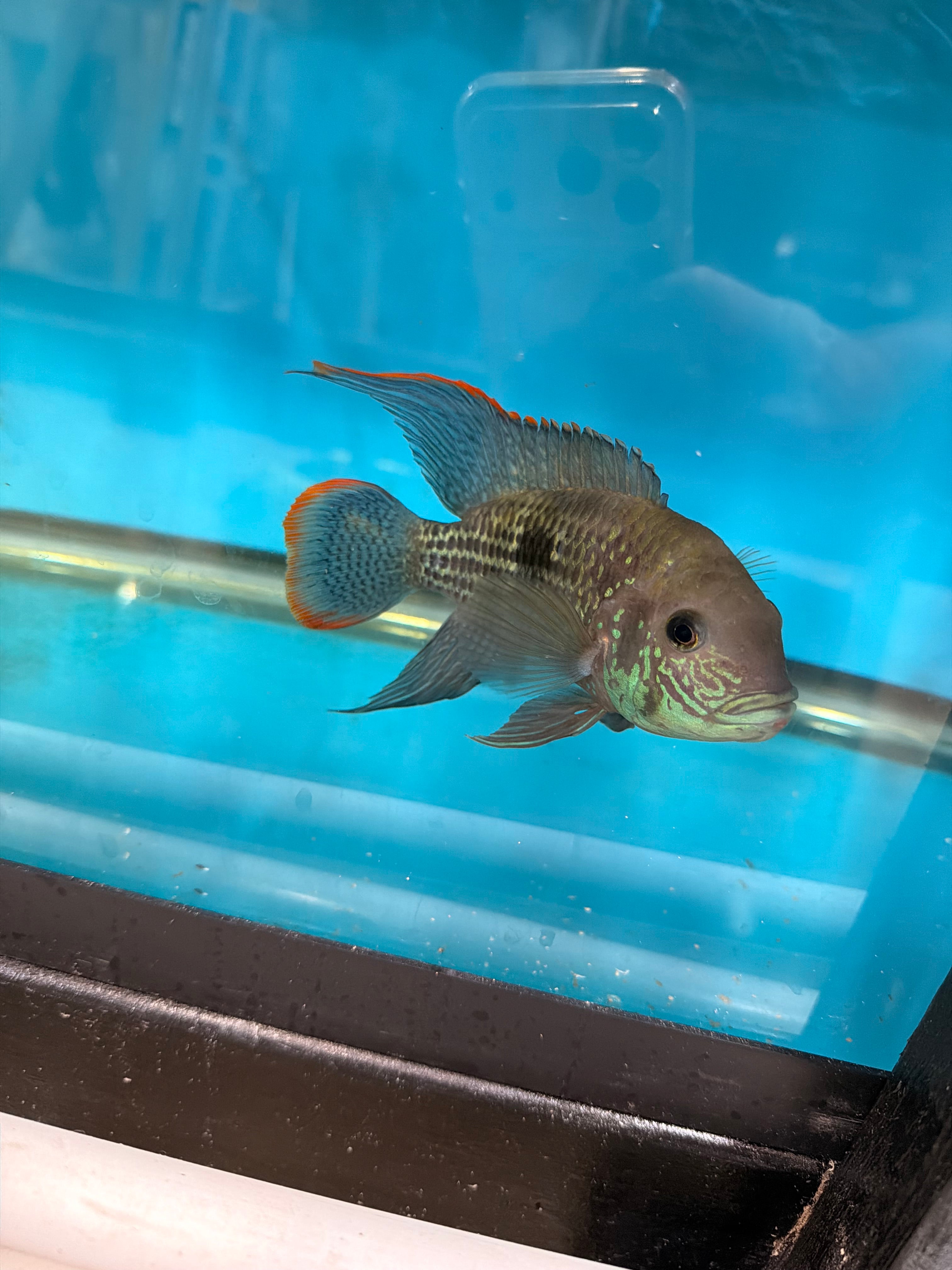 Green Terror (Andinoacara rivulatus)