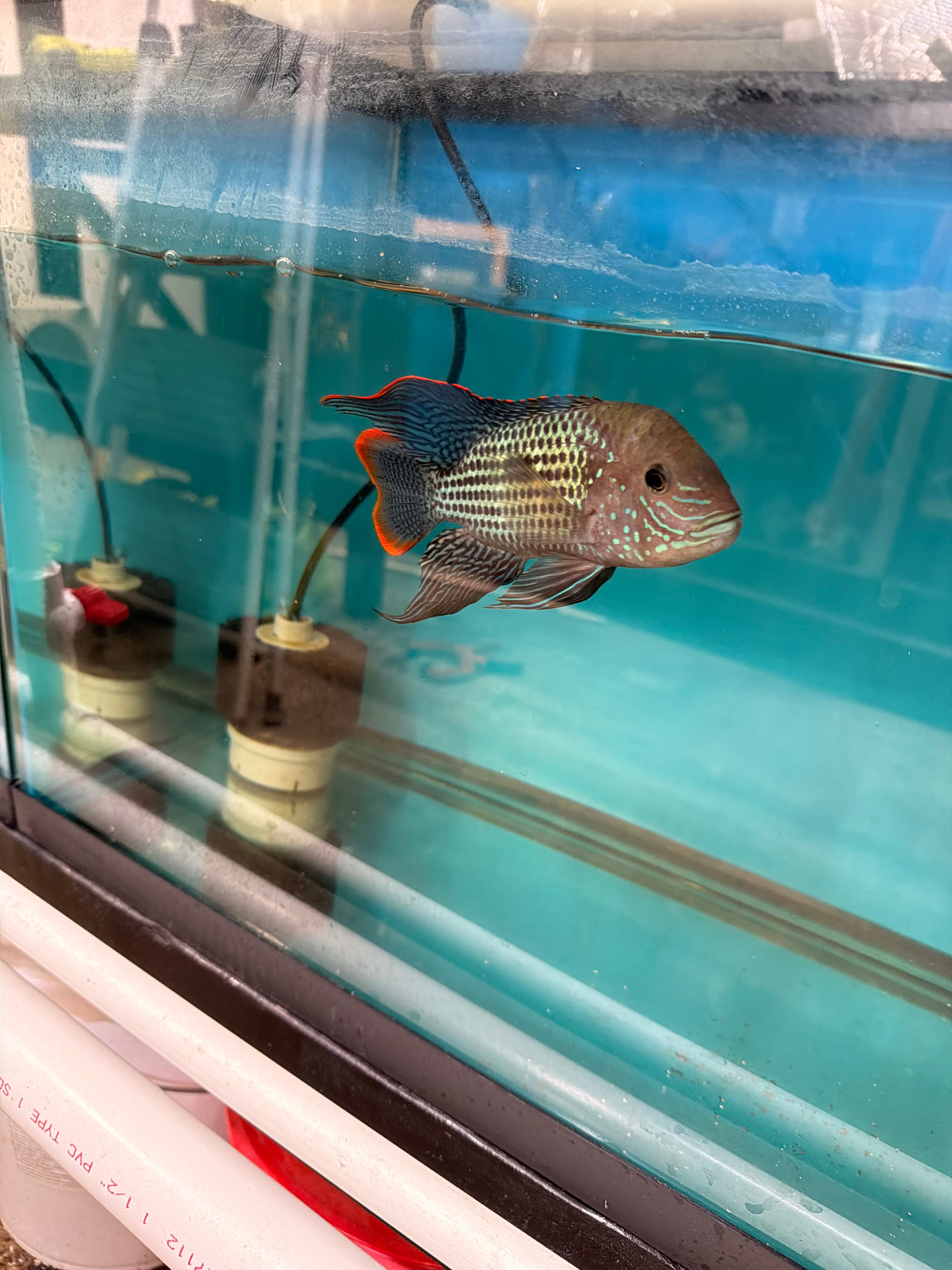 Green Terror (Andinoacara rivulatus)
