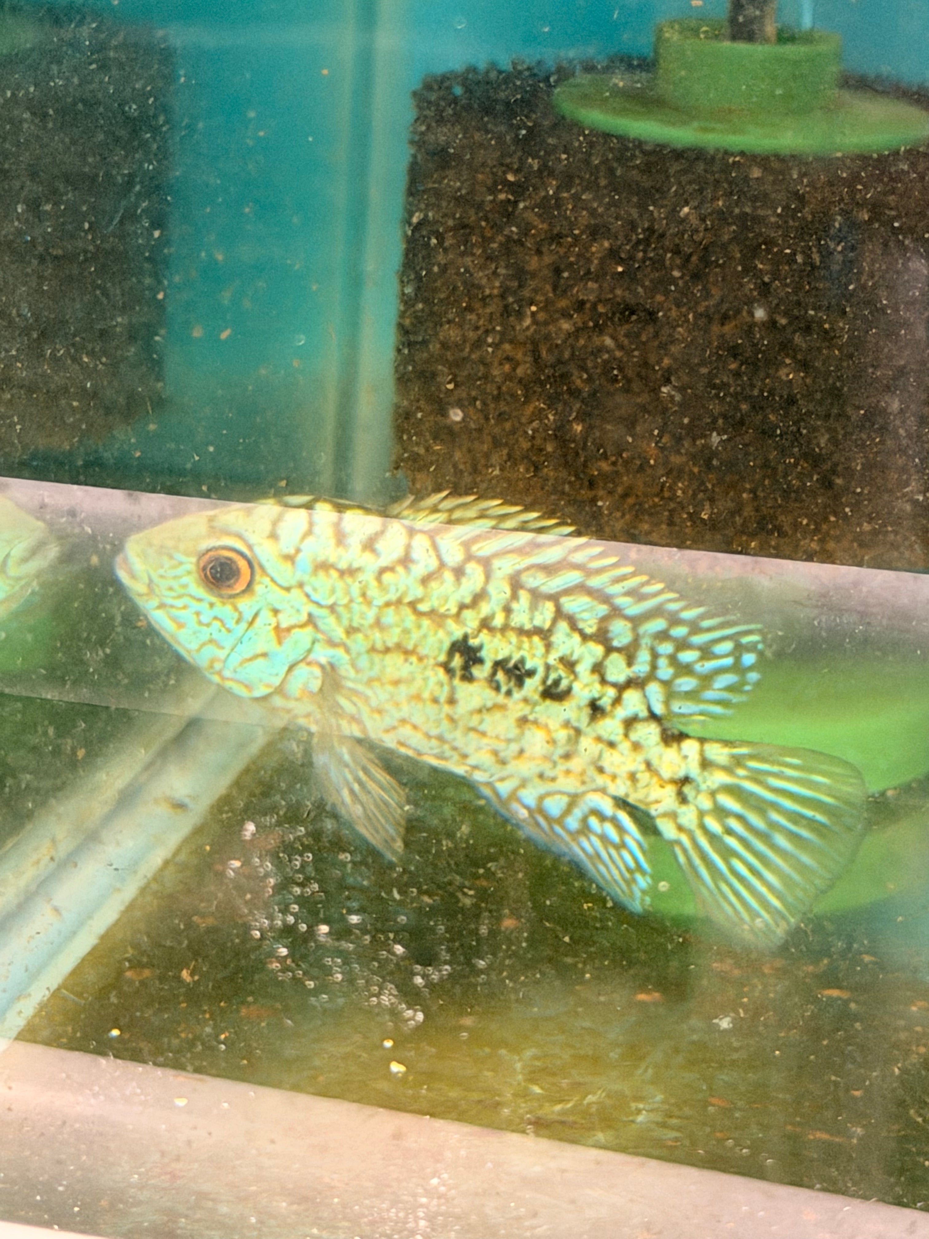 Green Texas Cichlid