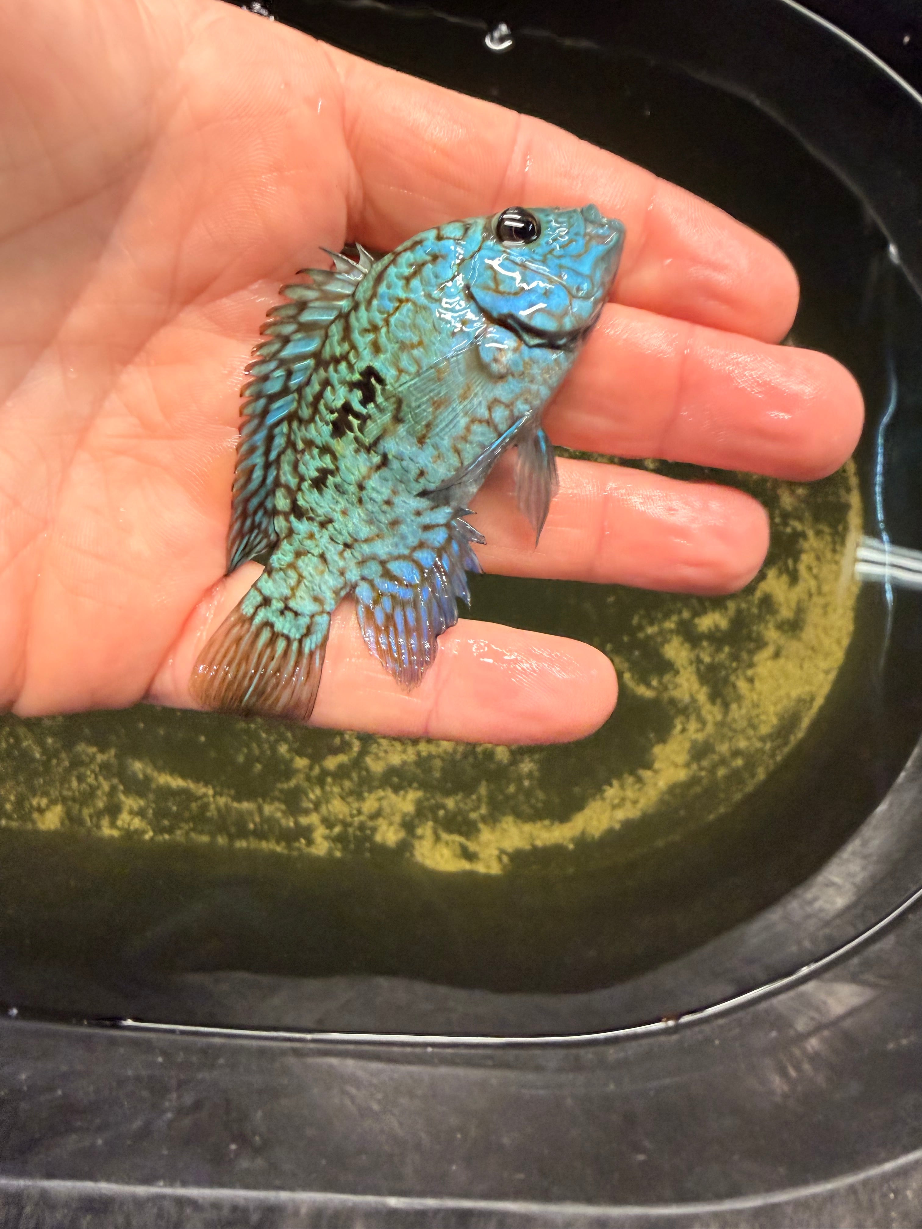 Green Texas Cichlid
