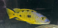 Exochromis Anageny