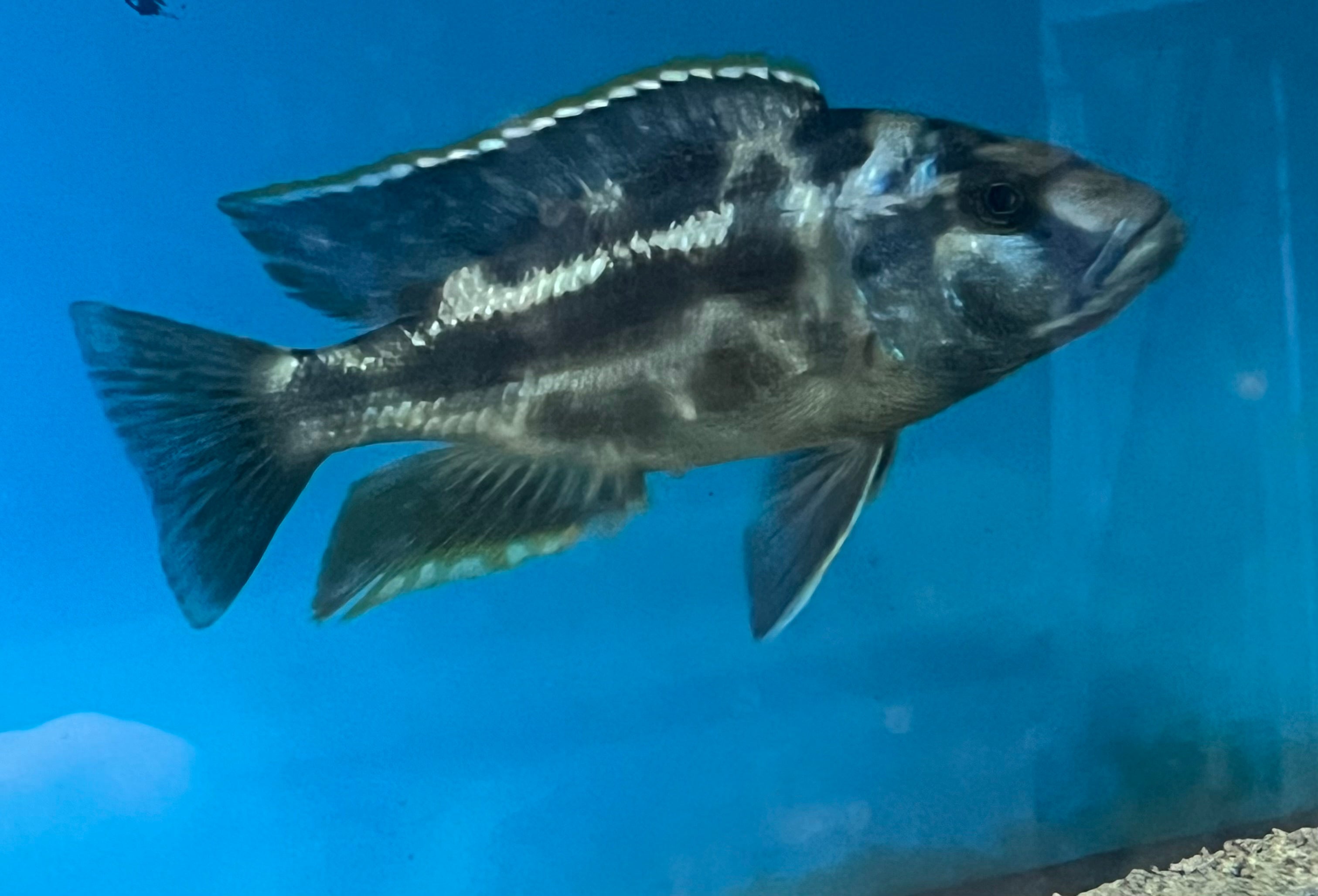 Nimbochromis Livingstonii