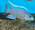 Aluonocara Turkis