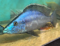Dimidiochromis Compressiceps (Malawi Eyebiter)