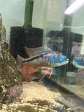 Aristochromis Christyi (Malawi Hawk)
