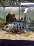 Fossorochromis Rostratus (Sand Diver)