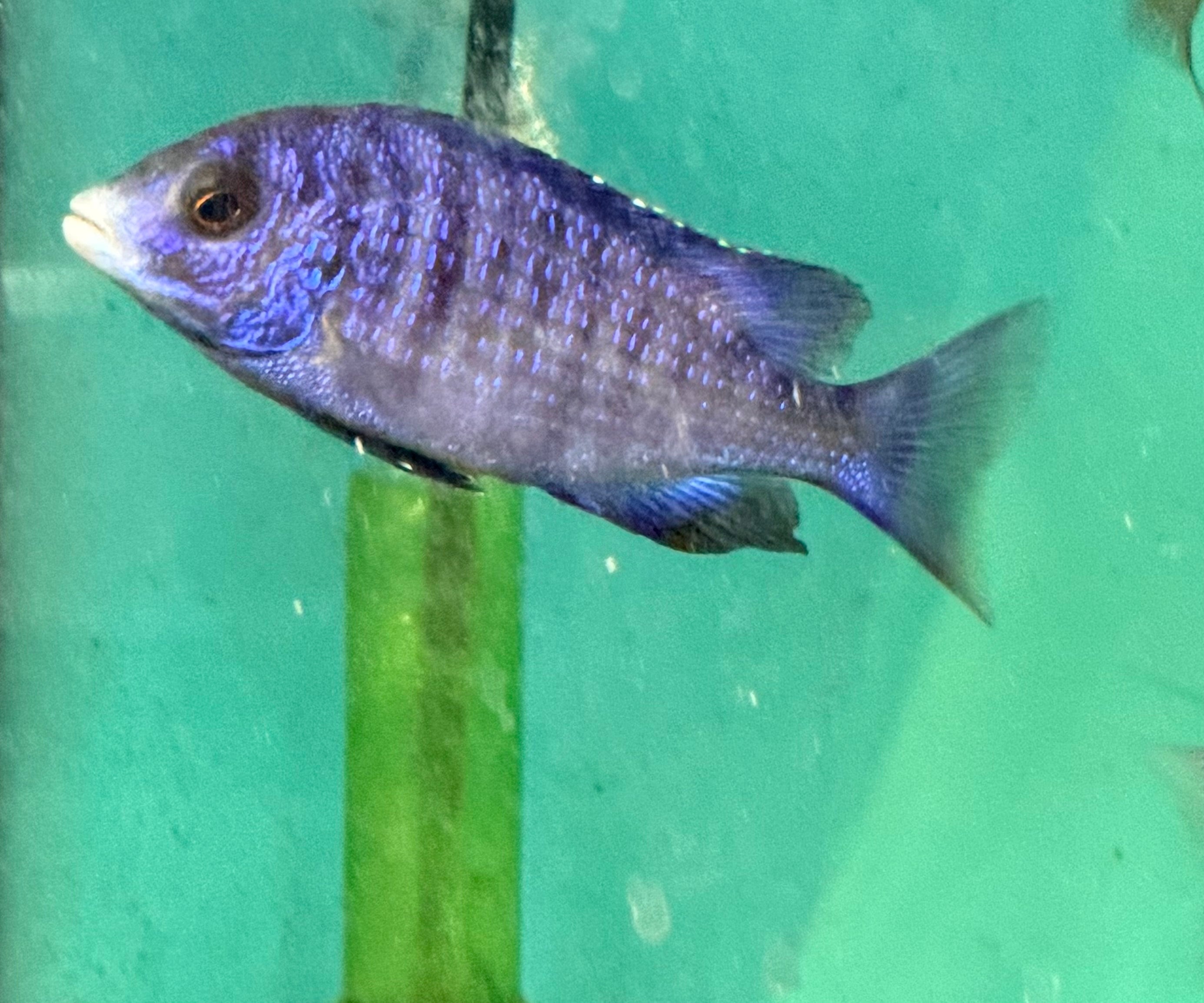Placidochromis Phenochilus (Mdoka White Lips)