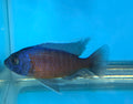 Copadichromis Borleyi ( Red Fin Borleyi)