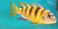 Kenyi Cichlid (Maylandia lombardoi)