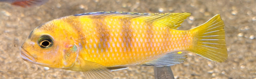 Kenyi Cichlid (Maylandia lombardoi)