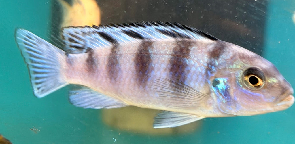 Kenyi Cichlid (Maylandia lombardoi)