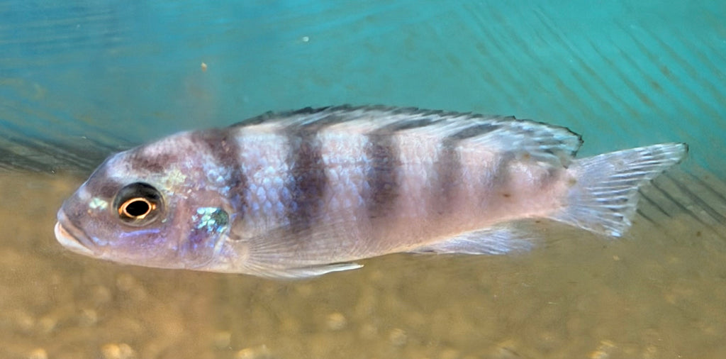 Kenyi Cichlid (Maylandia lombardoi)