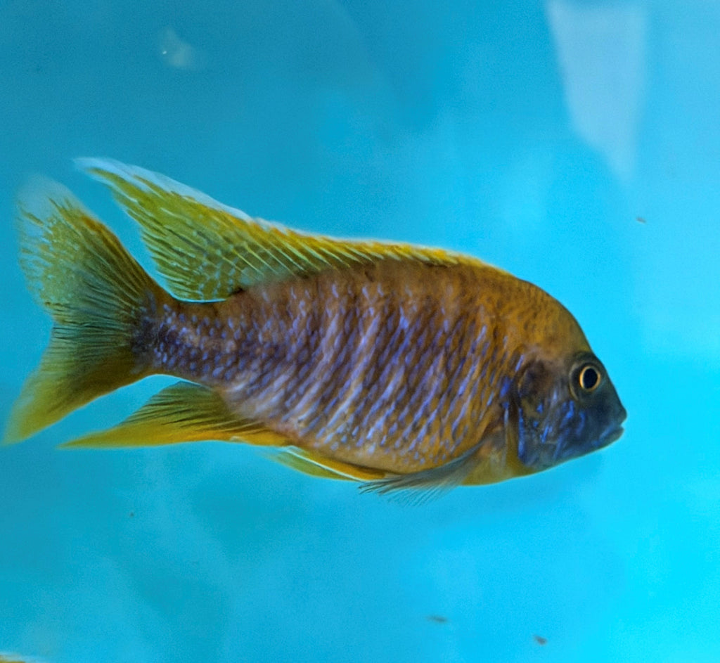 Aulonocara mamelela (Lemon Jake)