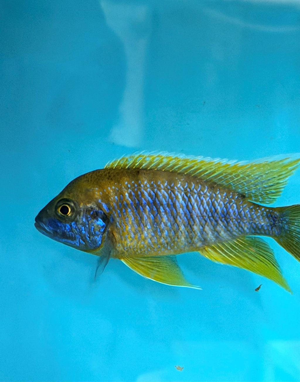Aulonocara mamelela (Lemon Jake)