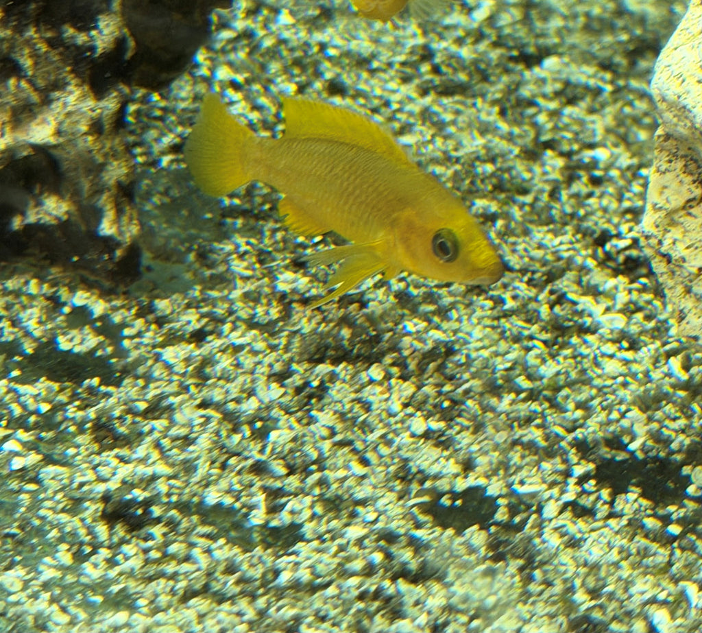 Neolamprologus leleupi Uvira