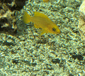 Neolamprologus leleupi Uvira