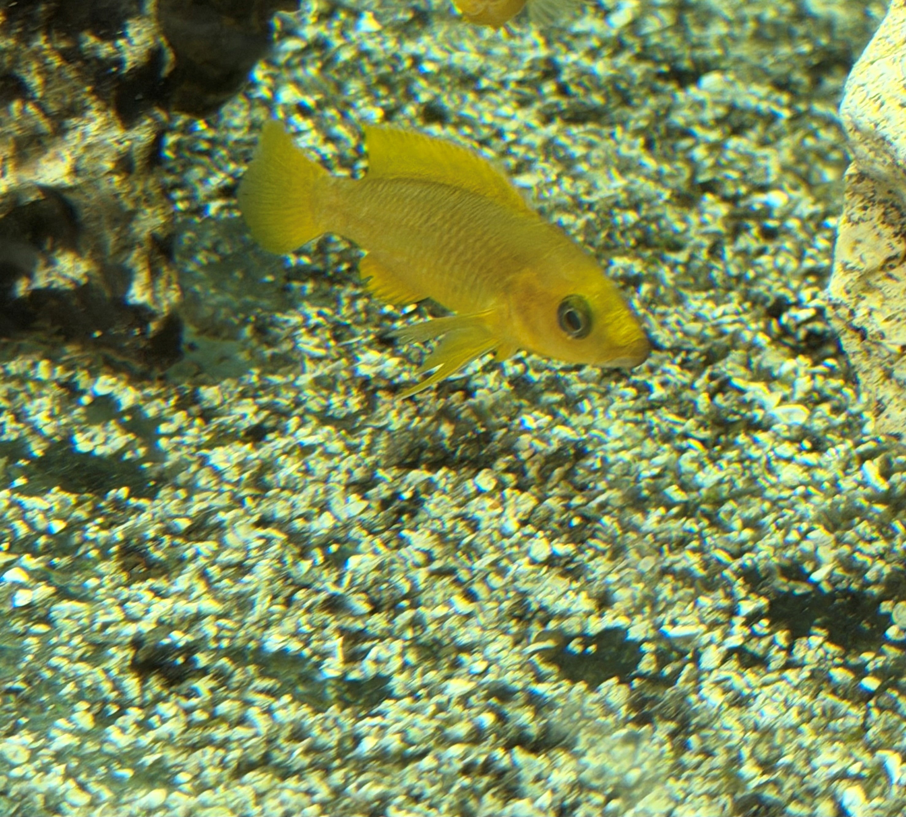 Neolamprologus leleupi Uvira
